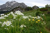 22 Fioriture al Passo Marogella